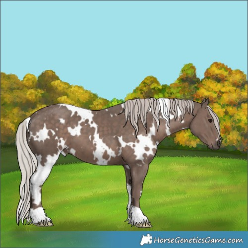 Horse Color:White Spotted Silver Black 