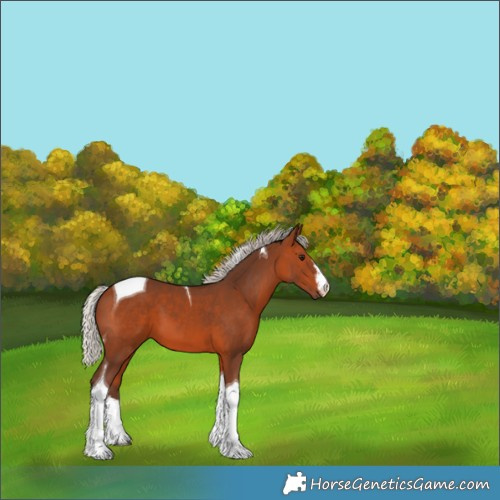 Horse Color:White Spotted Silver Brown Tobiano 