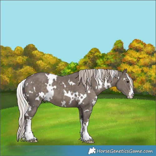 Horse Color:White Spotted Silver Black 