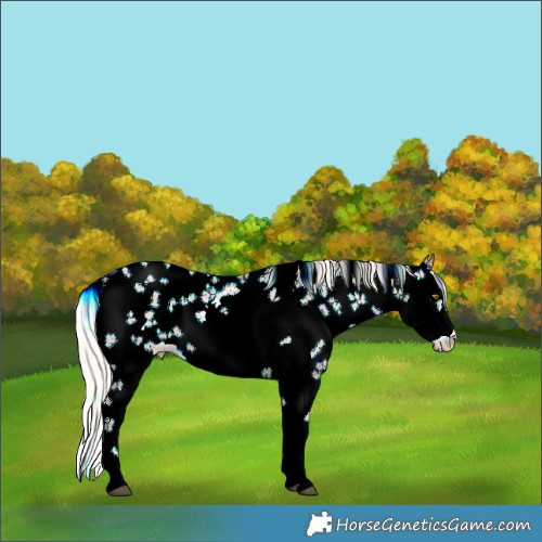 Horse Color:White Spotted Silver Brown Pearl Sabino 