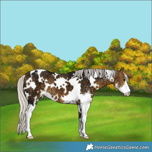 Horse Color:White Spotted Silver Buckskin Ice Sabino 