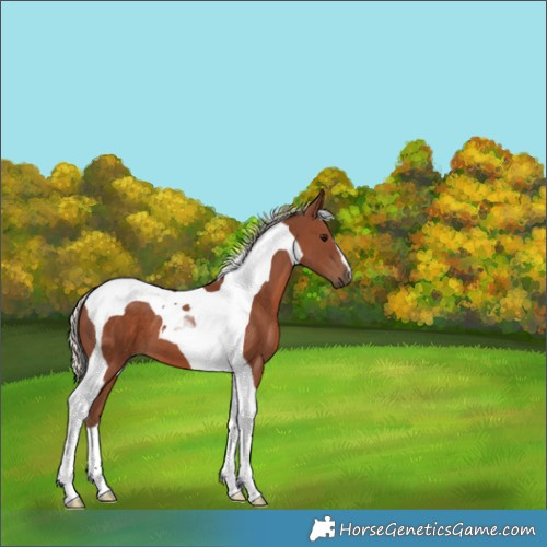 Horse Color:Silver Black Tobiano 