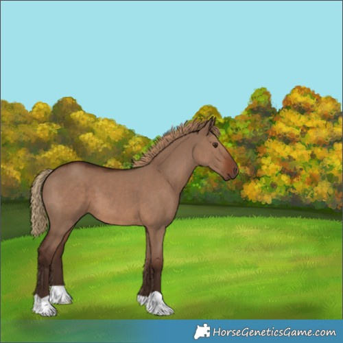 Horse Color:Liver Red Dun 