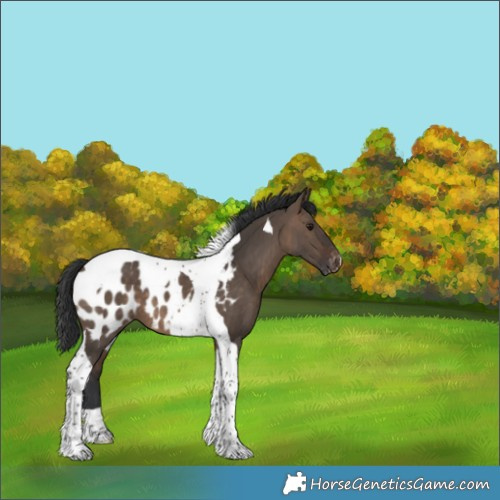 Horse Color:Brown Dun Tobiano Near Leopard 