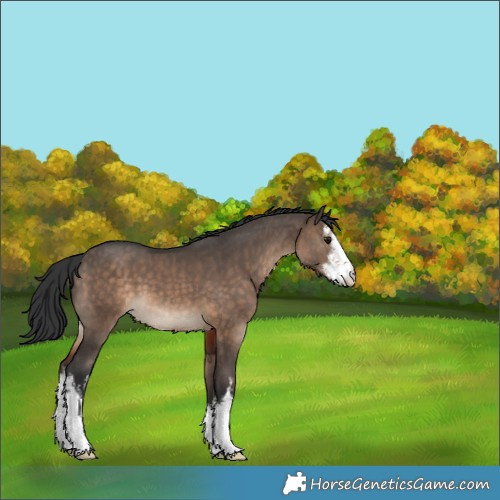 Horse Color:White Spotted Brown Dun 