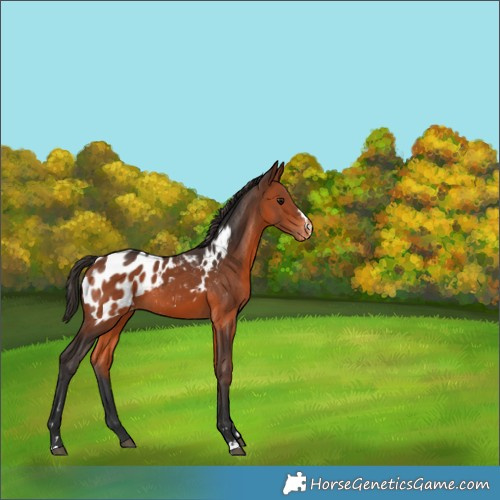 Horse Color:Bay Appaloosa