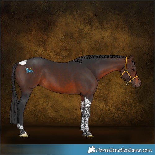 Horse Color:Brown Tobiano 
