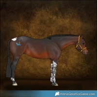 Horse Color:Brown Tobiano 