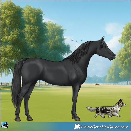 Horse Color:Black 