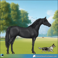 Horse Color:Black 