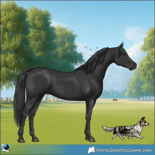 Horse Color:Black 