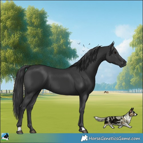 Horse Color:Black 