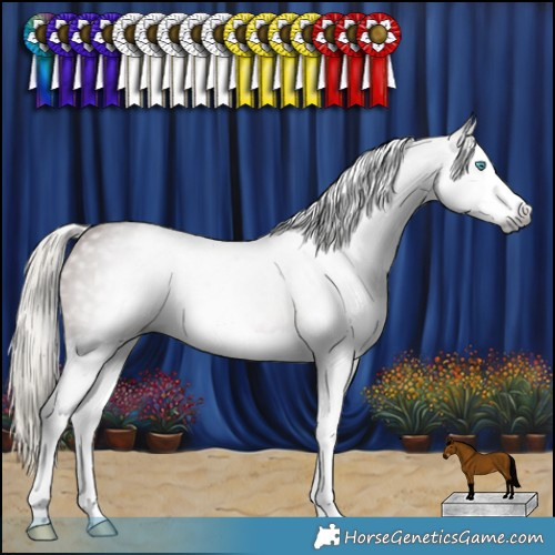 Horse Color:Gray Silver Bay Splash Rabicano 