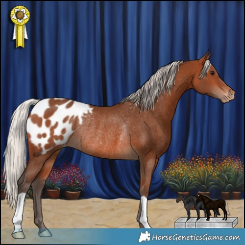 Horse Color:Silver Brown Appaloosa Rabicano