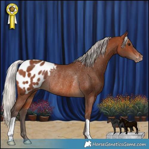 Horse Color:Silver Brown Appaloosa Rabicano 