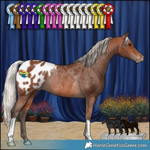 Horse Color:Silver Brown Appaloosa Rabicano 