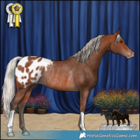 Horse Color:Silver Brown Appaloosa Rabicano 