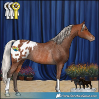 Horse Color:Silver Brown Appaloosa Rabicano