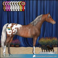 Horse Color:Silver Brown Appaloosa Rabicano 