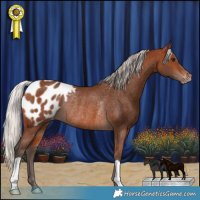 Horse Color:Silver Brown Appaloosa Rabicano