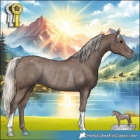 Horse Color:Silver Black Appaloosa Rabicano 