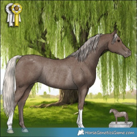 Horse Color:Silver Black Appaloosa Rabicano 