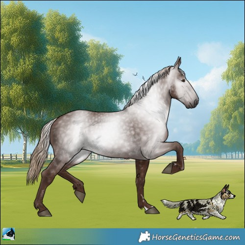 Horse Color:Gray Chestnut 