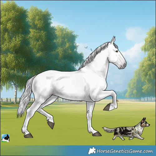 Horse Color:Gray Chestnut 