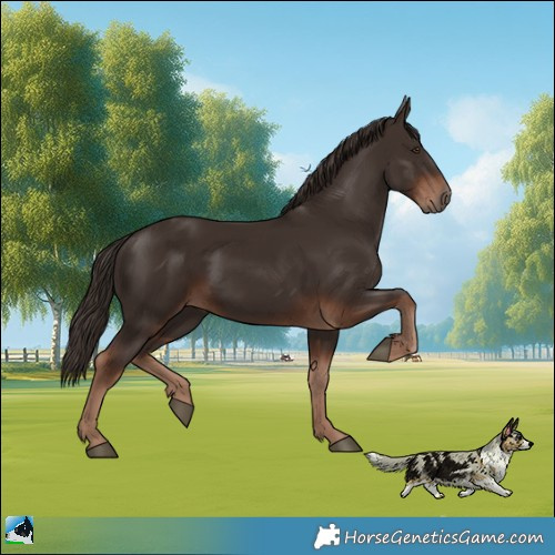 Horse Color:Liver Chestnut 