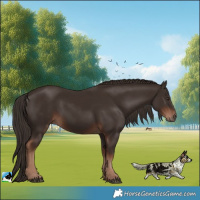 Horse Color:Liver Chestnut 