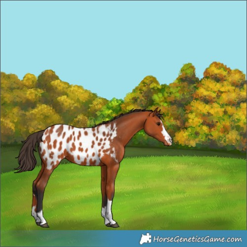 Horse Color:Bay Appaloosa 