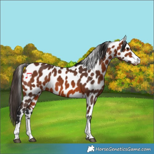 Horse Color:Bay Appaloosa 