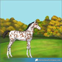 Horse Color:Bay Appaloosa