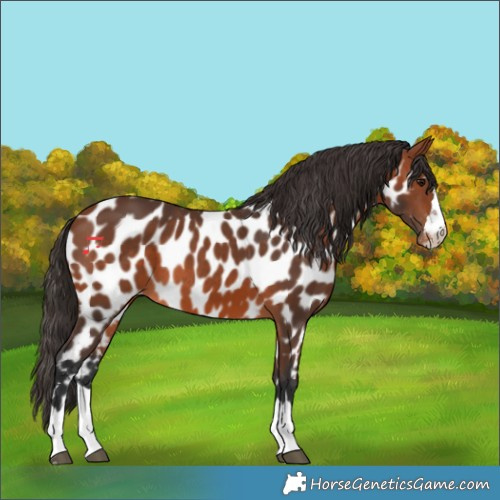 Horse Color:Bay Appaloosa 