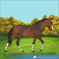 Horse Color:Bay 