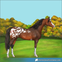 Horse Color:Bay Appaloosa