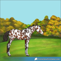 Horse Color:Bay Leopard 