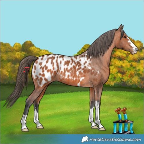 Horse Color:Bay Appaloosa 