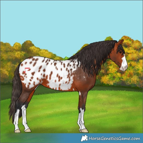 Horse Color:Bay Appaloosa 