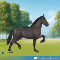 Horse Color:Smoky Black