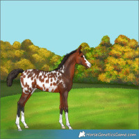 Horse Color:Bay Appaloosa 