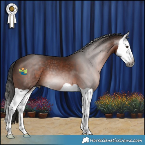 Horse Color:Gray Bay Splash 