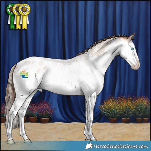 Horse Color:Amber Champagne Roan Splash Appaloosa 