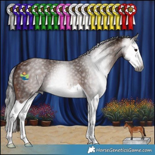 Horse Color:Gray Bay Splash 