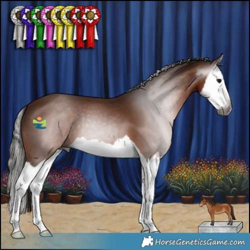 Horse Color:Gray Bay Splash 