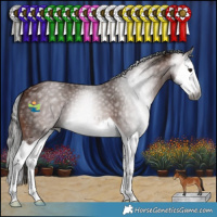 Horse Color:Gray Bay Splash 