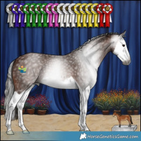 Horse Color:Gray Bay Splash 