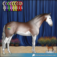 Horse Color:Gray Bay Splash 