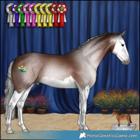 Horse Color:Gray Bay Splash 