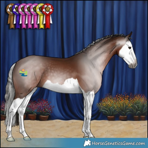 Horse Color:Gray Bay Splash 